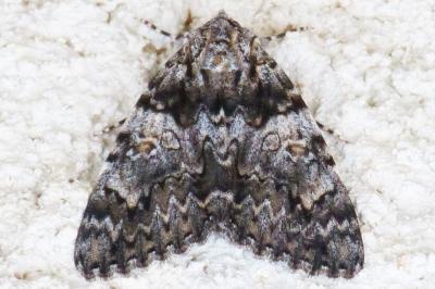 Catocala promissa