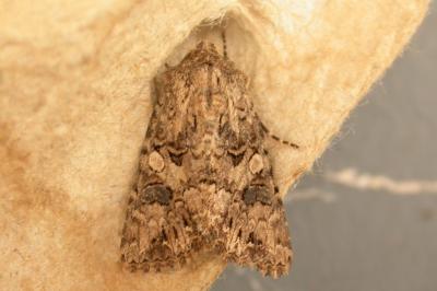 Anarta pugnax