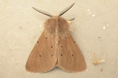 Diaphora mendica