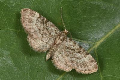 Pasiphila chloerata