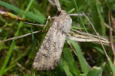 Luperina testacea