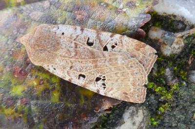Conistra rubiginosa