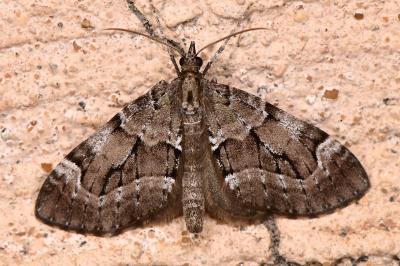 Epilobophora sabinata