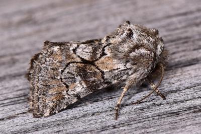 Cleonymia yvanii