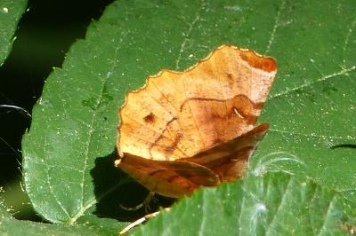 Selenia tetralunaria