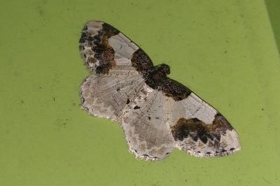 Ligdia adustata