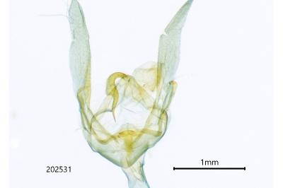 Herminia tarsicrinalis