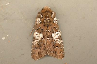 Hadena albimacula