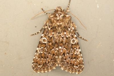Hadena magnolii