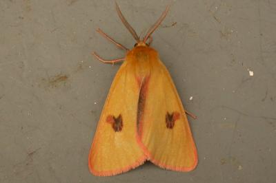 Diacrisia sannio