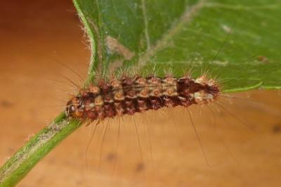 Nola confusalis