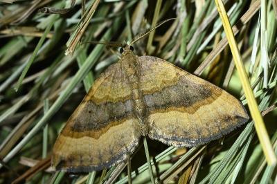 Scotopteryx chenopodiata