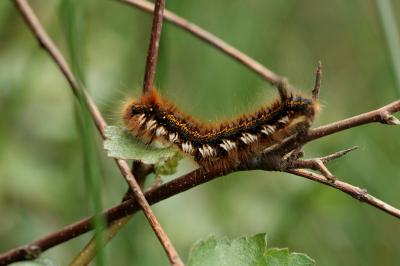 Euthrix potatoria