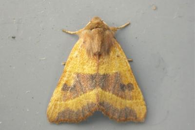 Atethmia centrago