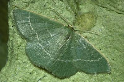 Chlorissa viridata