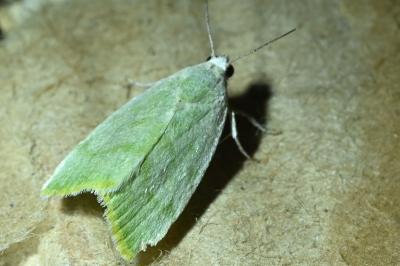 Earias vernana