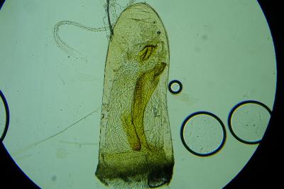 Eupithecia plumbeolata