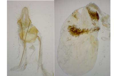 Epischnia prodromella