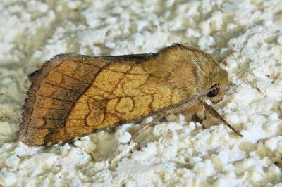 Pyrrhia umbra