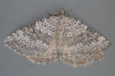 Scotopteryx octodurensis nevadina
