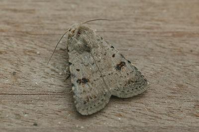 Caradrina kadenii insularis