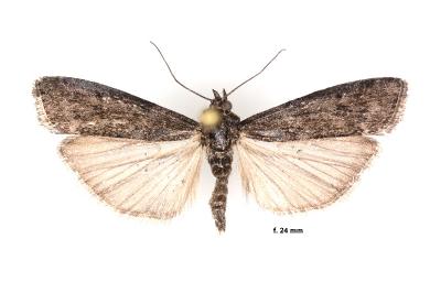 Pyla fusca