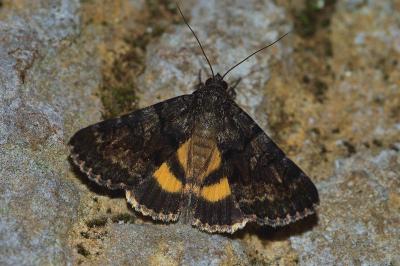Catocala nymphagoga