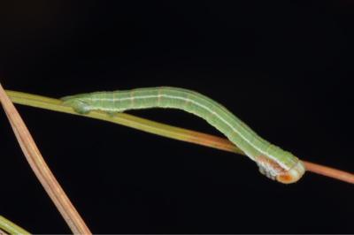 Pennithera firmata firmata