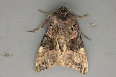 Euplexia lucipara