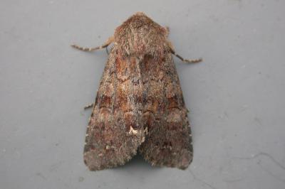 Ceramica pisi