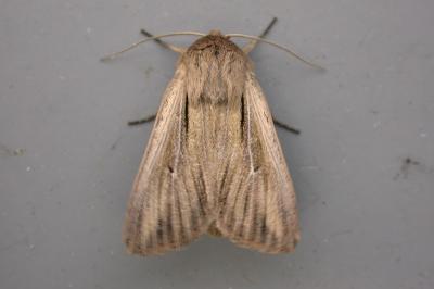 Leucania comma