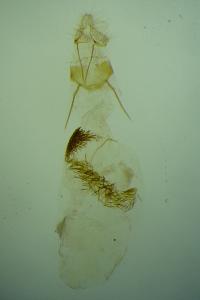 Epischnia prodromella
