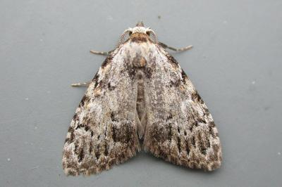 Meganola strigula