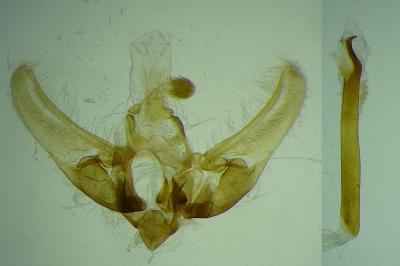 Udea nebulalis