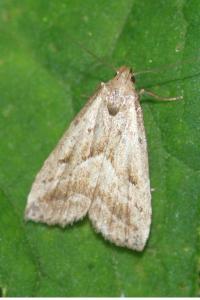 Hypenodes humidalis