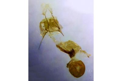 Nephopterix angustella