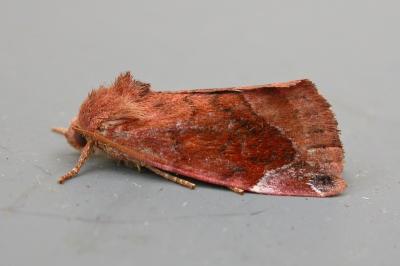Cosmia pyralina