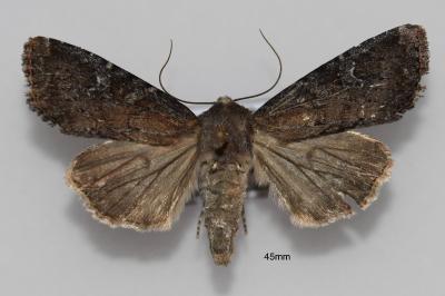 Apamea lateritia
