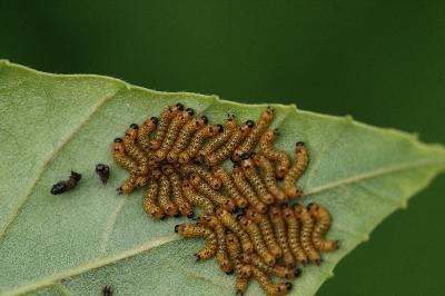 Phalera bucephala