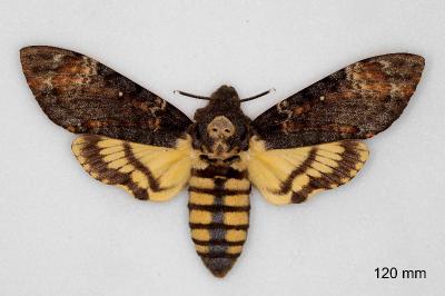 Acherontia atropos