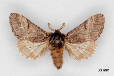 Drymonia ruficornis