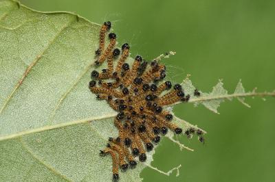 Phalera bucephala