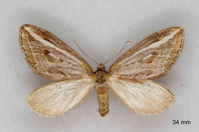 Chesias legatella
