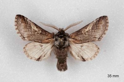 Diloba caeruleocephala