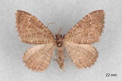 Cataclysme riguata