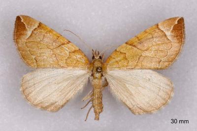 Eulithis testata