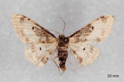 Idaea filicata