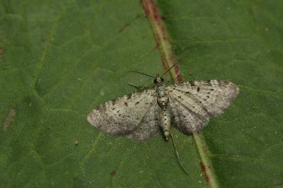 Pasiphila debiliata