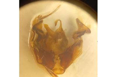 Apamea lithoxylaea
