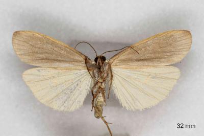 Collita griseola